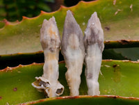Natural Drusy Quartz Coated Black Tipped Calcite Pseudomorph Specimens x 38 From Albert's Mountain, Lesotho