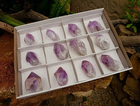 Natural Jacaranda Amethyst Single Crystals x 12 From Mumbwa, Zambia