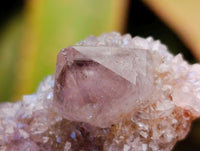 Natural Smokey Spirit Ametrine Single Crystals x 70 From Boekenhouthoek, South Africa