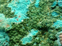 Natural Malacolla Specimens with Botryoidal Malachite x 3 From Kulukuluku, Congo