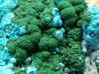 Natural Malacolla Specimens with Botryoidal Malachite x 3 From Kulukuluku, Congo