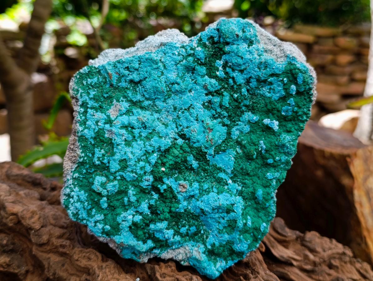 Natural Malacolla Specimens with Botryoidal Malachite x 3 From Kulukuluku, Congo