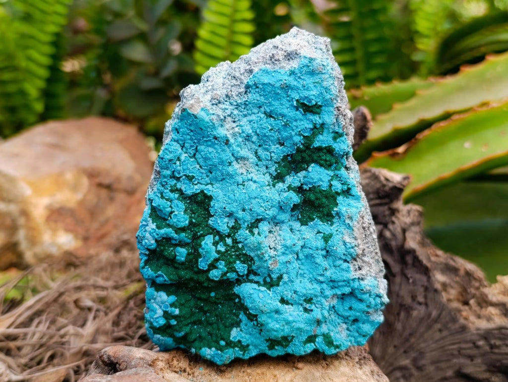 Natural Malacolla Specimens with Botryoidal Malachite x 3 From Kulukuluku, Congo