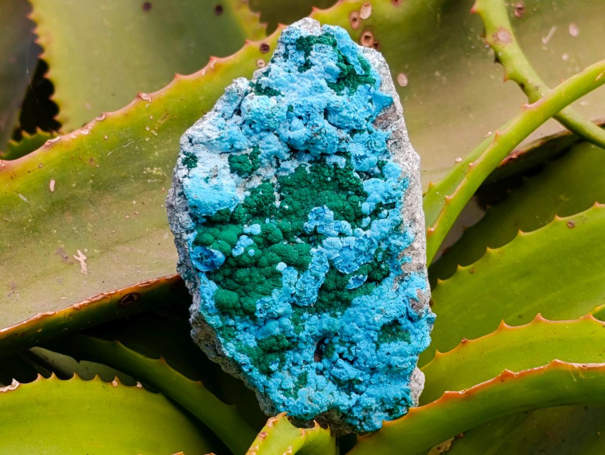 Natural Malacolla Specimens with Botryoidal Malachite x 3 From Kulukuluku, Congo