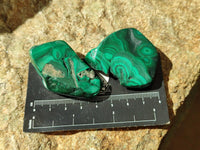 Polished Flower Banded Malachite Free Forms x 14 From Congo