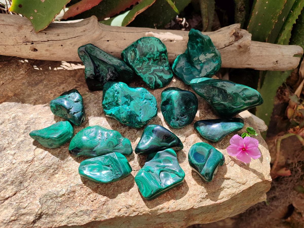 Polished Flower Banded Malachite Free Forms x 14 From Congo