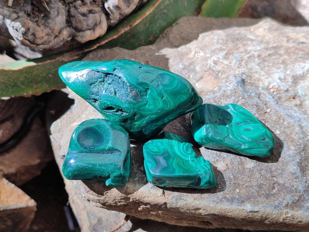 Polished Flower Banded Malachite Free Forms x 14 From Congo