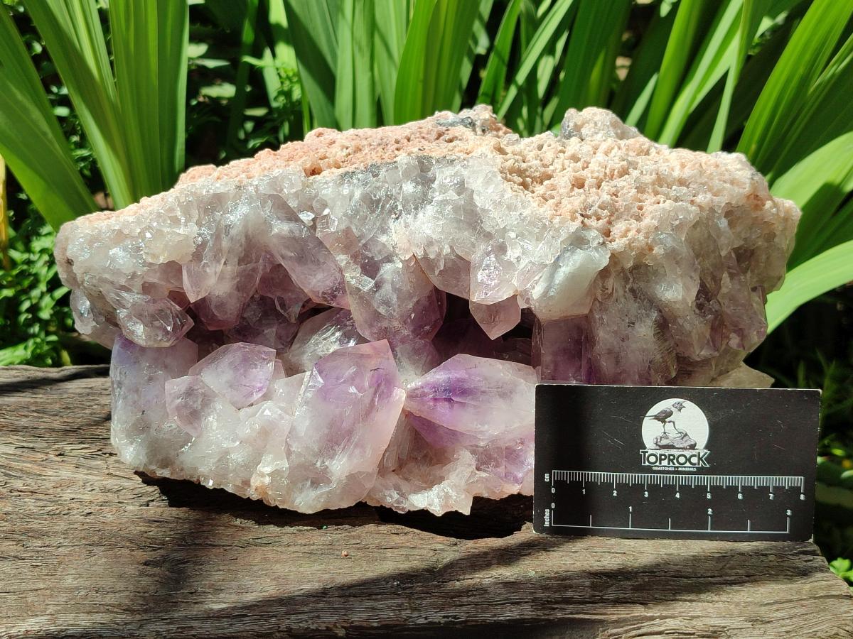 Natural Large Jacaranda Amethyst Crystal Cluster x 1 From Mumbwa, Zambia