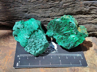 Natural Silky Malachite Specimens x 12 From Kasompe, Congo