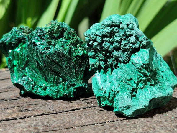 Natural Silky Malachite Specimens x 12 From Kasompe, Congo