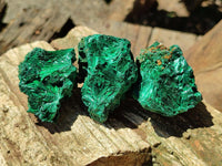 Natural Silky Malachite Specimens x 12 From Kasompe, Congo