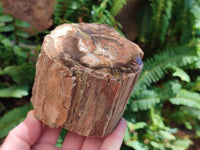 Polished On One Side Petrified Wood Branches x 2 From Gokwe, Zimbabwe