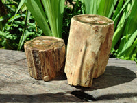 Polished On One Side Petrified Wood Branches x 2 From Gokwe, Zimbabwe