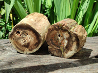 Polished On One Side Petrified Wood Branches x 2 From Gokwe, Zimbabwe