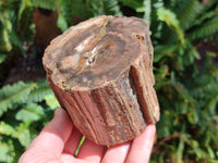 Polished On One Side Petrified Wood Branches x 2 From Gokwe, Zimbabwe