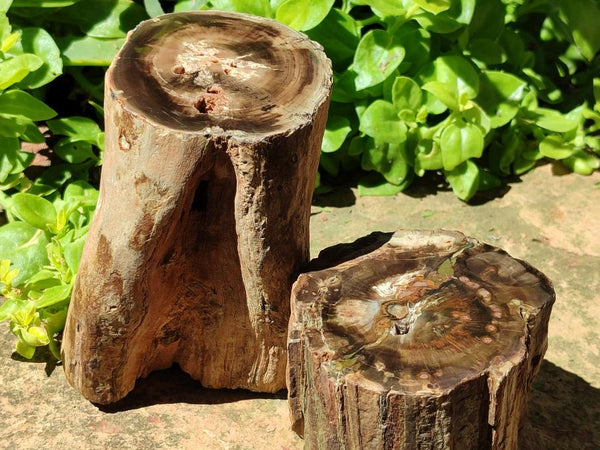Polished On One Side Petrified Wood Branches x 2 From Gokwe, Zimbabwe