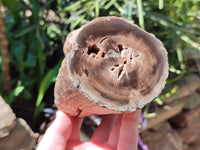 Polished On One Side Petrified Wood Branches x 2 From Gokwe, Zimbabwe