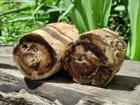 Polished On One Side Petrified Wood Branches x 2 From Gokwe, Zimbabwe