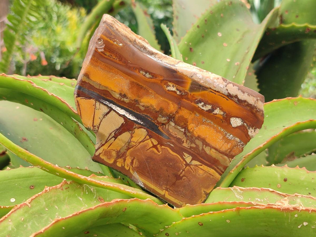 Polished On One Side Nguni Jasper Slices x 4 From Northern Cape, South Africa