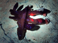 Natural Drusy Quartz Coated Black Tipped Calcite Pseudomorph Specimens x 12 From Albert's Mountain, Lesotho