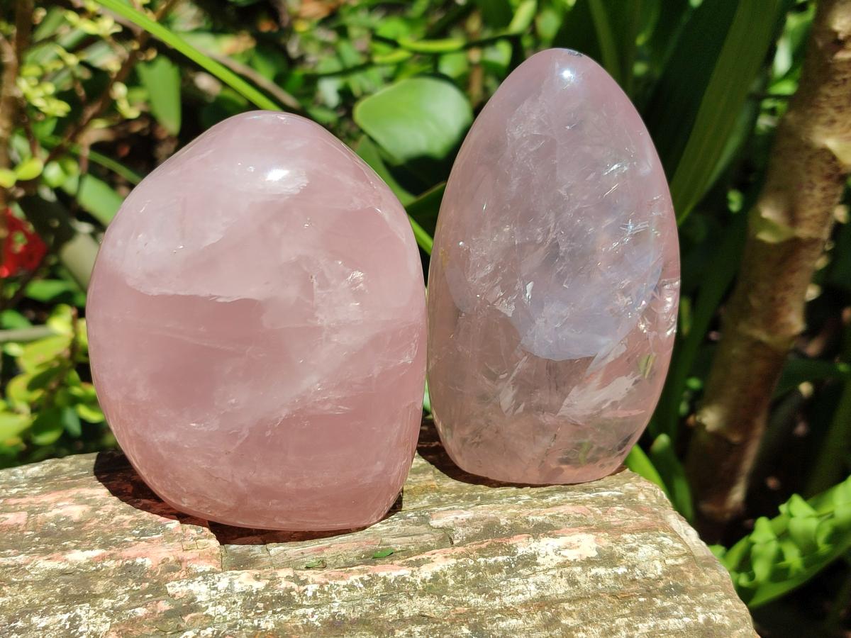 Polished Rose Quartz Standing Free Form x 4 From Madagascar