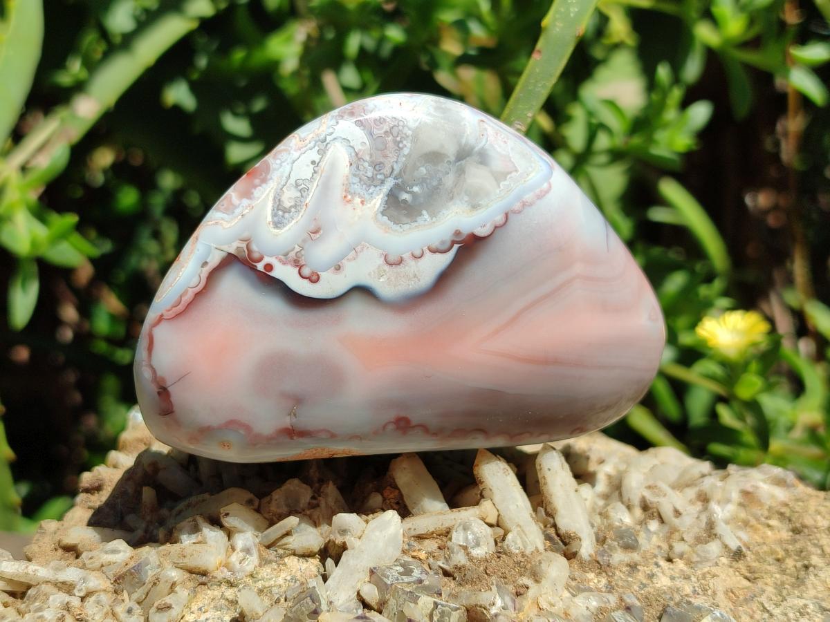Polished Red Shashe River Agate Free Forms x 12 From Zimbabwe
