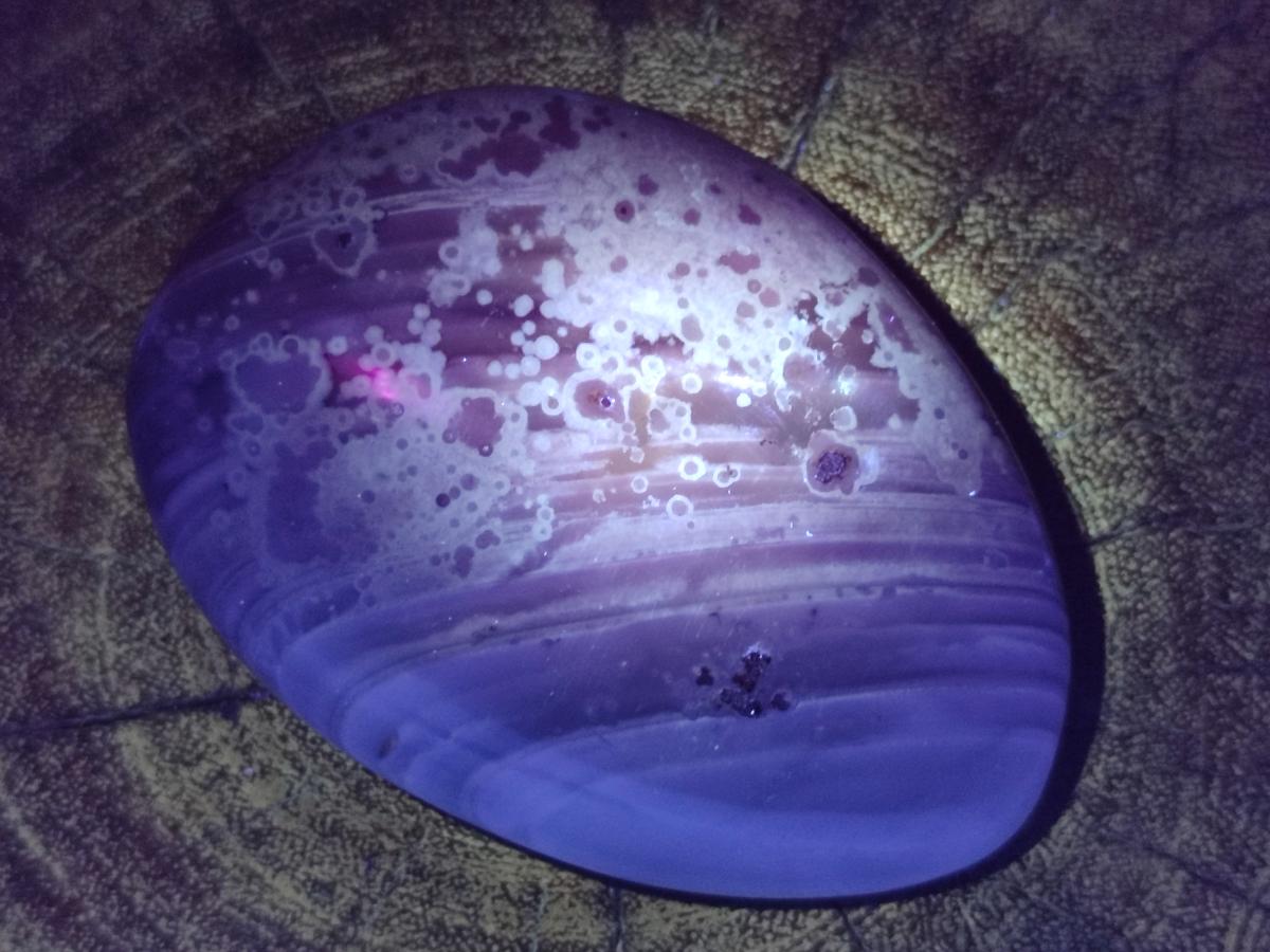 Polished Red Shashe River Agate Free Forms x 12 From Zimbabwe