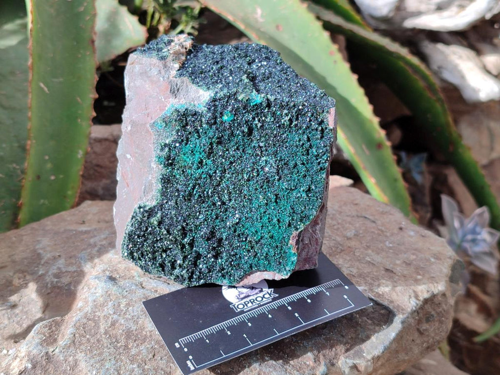 Natural Libethenite Crystals On Dolomite Matrix Specimens x 2 From Shituru, Congo