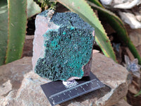 Natural Libethenite Crystals On Dolomite Matrix Specimens x 2 From Shituru, Congo