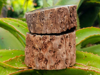 Polished On One Side Petrified Wood Branches x 3 From Gokwe, Zimbabwe