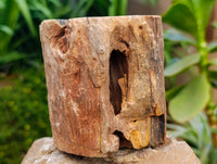 Polished On One Side Petrified Wood Branches x 3 From Gokwe, Zimbabwe