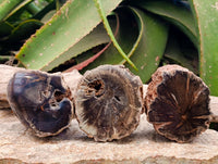 Polished On One Side Petrified Wood Branches x 3 From Gokwe, Zimbabwe
