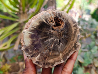 Polished On One Side Petrified Wood Branches x 3 From Gokwe, Zimbabwe
