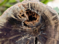 Polished On One Side Petrified Wood Branches x 3 From Gokwe, Zimbabwe