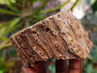 Polished On One Side Petrified Wood Branches x 3 From Gokwe, Zimbabwe