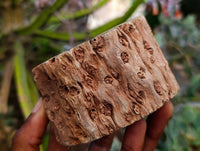 Polished On One Side Petrified Wood Branches x 3 From Gokwe, Zimbabwe