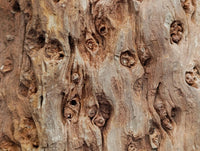 Polished On One Side Petrified Wood Branches x 3 From Gokwe, Zimbabwe
