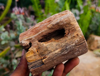 Polished On One Side Petrified Wood Branches x 3 From Gokwe, Zimbabwe