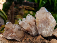 Natural Clear Champagne Citrine Quartz Clusters x 12 From Luena, Congo