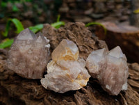 Natural Clear Champagne Citrine Quartz Clusters x 12 From Luena, Congo