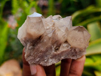 Natural Clear Champagne Citrine Quartz Clusters x 12 From Luena, Congo