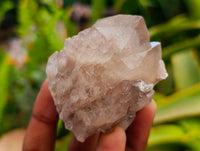 Natural Clear Champagne Citrine Quartz Clusters x 12 From Luena, Congo