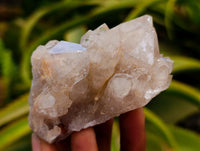 Natural Clear Champagne Citrine Quartz Clusters x 12 From Luena, Congo