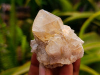 Natural Clear Champagne Citrine Quartz Clusters x 12 From Luena, Congo