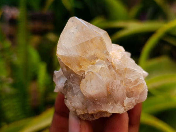 Natural Clear Champagne Citrine Quartz Clusters x 12 From Luena, Congo
