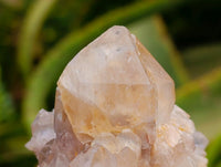 Natural Clear Champagne Citrine Quartz Clusters x 12 From Luena, Congo