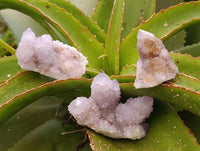 Natural Lilac Amethyst Ametrine Spirit Clusters x 12 From Boekenhouthoek, South Africa