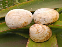 Polished Bivalve Fossil Clams x 6 From Tulear, Madagascar