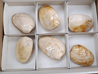 Polished Bivalve Fossil Clams x 6 From Tulear, Madagascar
