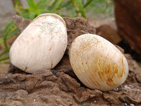 Polished Bivalve Fossil Clams x 6 From Tulear, Madagascar